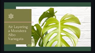 Air Layering a Monstera Albo Variegata [upl. by Brinkema]