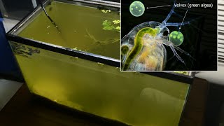 Raising Daphnia for the Freshwater Aquarium [upl. by Hartzke]