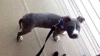 3 month old blue nose pitbull puppy [upl. by Mozelle]