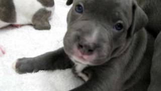 Blue pitbull puppies [upl. by Shippee]