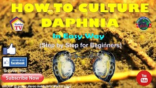 HOW TO CULTURE DAPHNIA In Easy Way [upl. by Maurili]